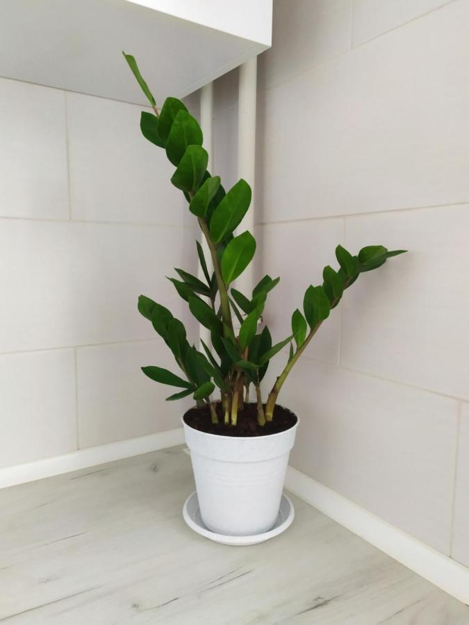 Apartment On Klochkovskaya 152A 哈尔科夫 外观 照片